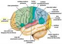 el-cerebro.jpg