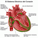 el-corazon.gif