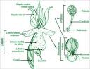 fecundacion-de-la-flor.jpg