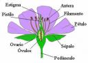 parted-de-la-flor.jpg