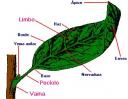 partes-de-la-hoja.jpg