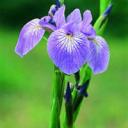 tallo-que-sostiene-flores.jpg
