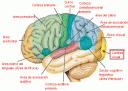 cerebro.gif