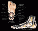 musculos-1.gif