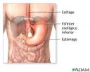 cavidad-abdominal.jpg