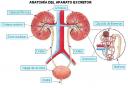 sistema-excretor-5.jpg
