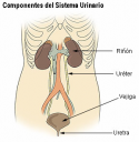 sistema-urinario.png