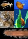 grupos-de-especies.jpg