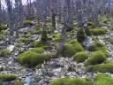 los-musgos-y-las-plantas.jpg