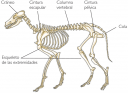 los-vertebrados.png