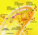 bacterias.gif