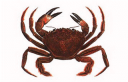 cangrejo.png