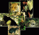 fauna.gif