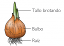 cebolla.png