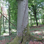 250px-Dicke_Buche_bei_Sulzthal