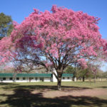 El-Lapacho-3