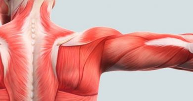 Sistema Muscular – parte 1