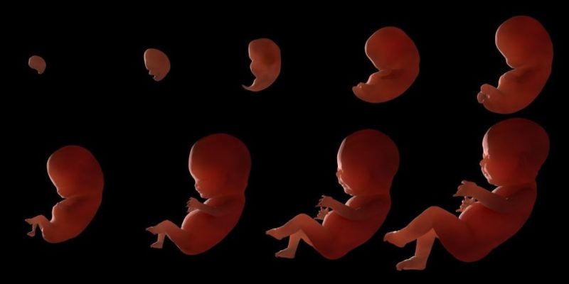 Reproducción Humana, Embarazo