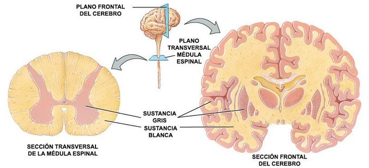 El Sistema Nervioso Central -3