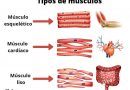 Tipos de músculos (y cómo se clasifican)