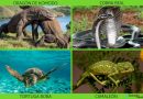 Los reptiles y sus caracteristicas