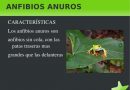 Caracteristicas de los anfibios -2