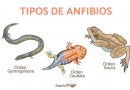 Caracteristicas de los anfibios -1