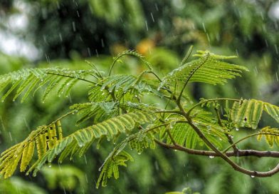 Lluvia Lluvia