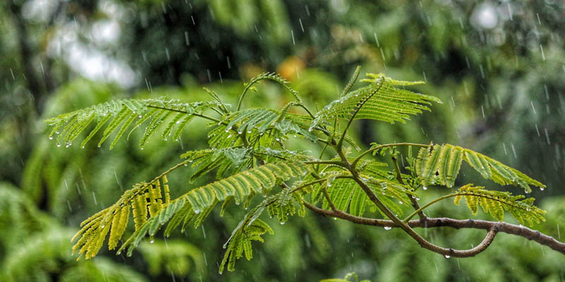 Lluvia Lluvia
